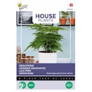 House Plant Lace Fern Seeds